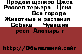 Продам щенков Джек Рассел терьера › Цена ­ 25 000 - Все города Животные и растения » Собаки   . Чувашия респ.,Алатырь г.